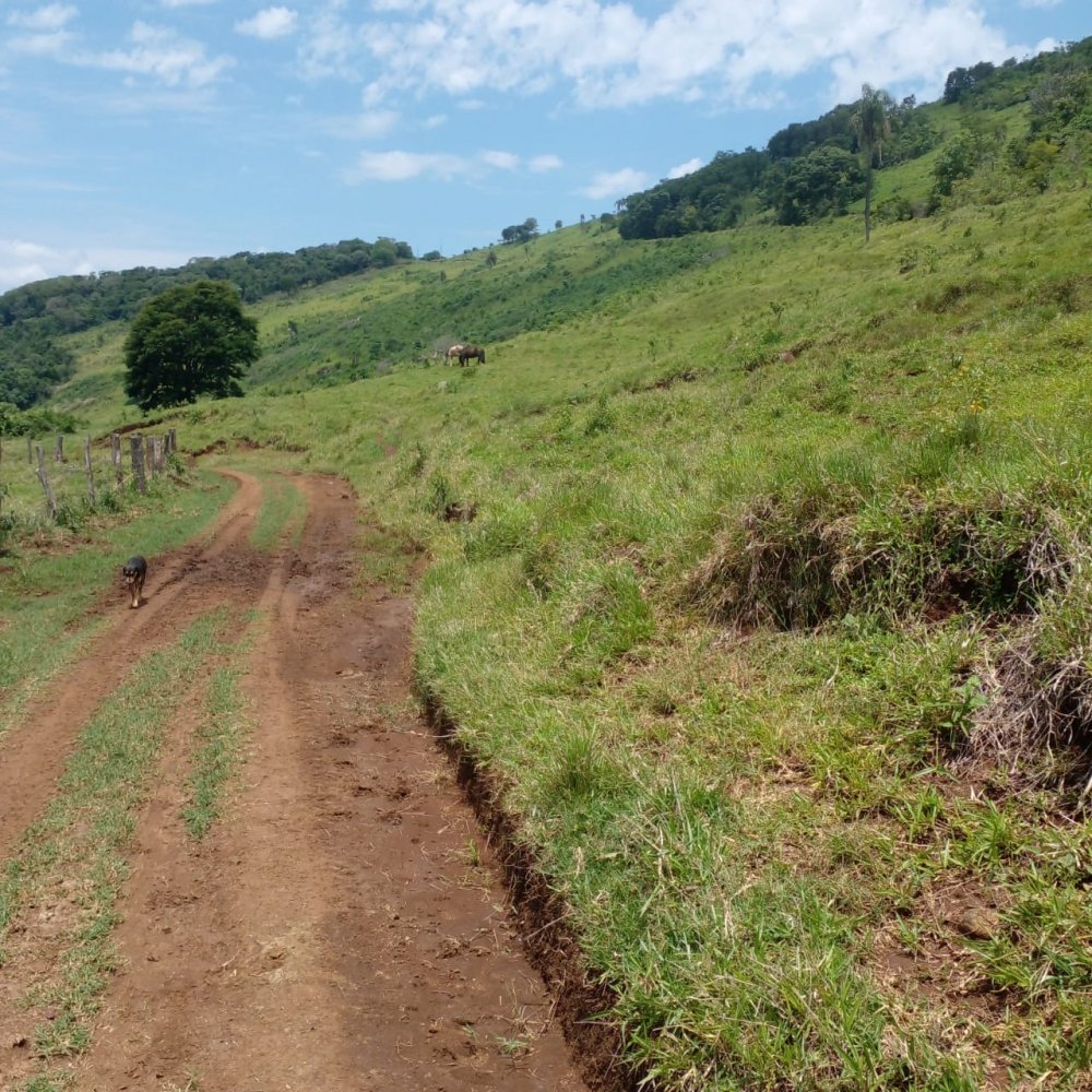 Fazenda - Venda - Cândido de Abreu - Cândido de Abreu - PR