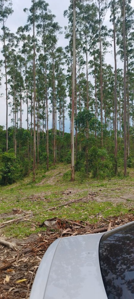 S�tio - Venda - Tereza Cristina - C�ndido de Abreu - PR